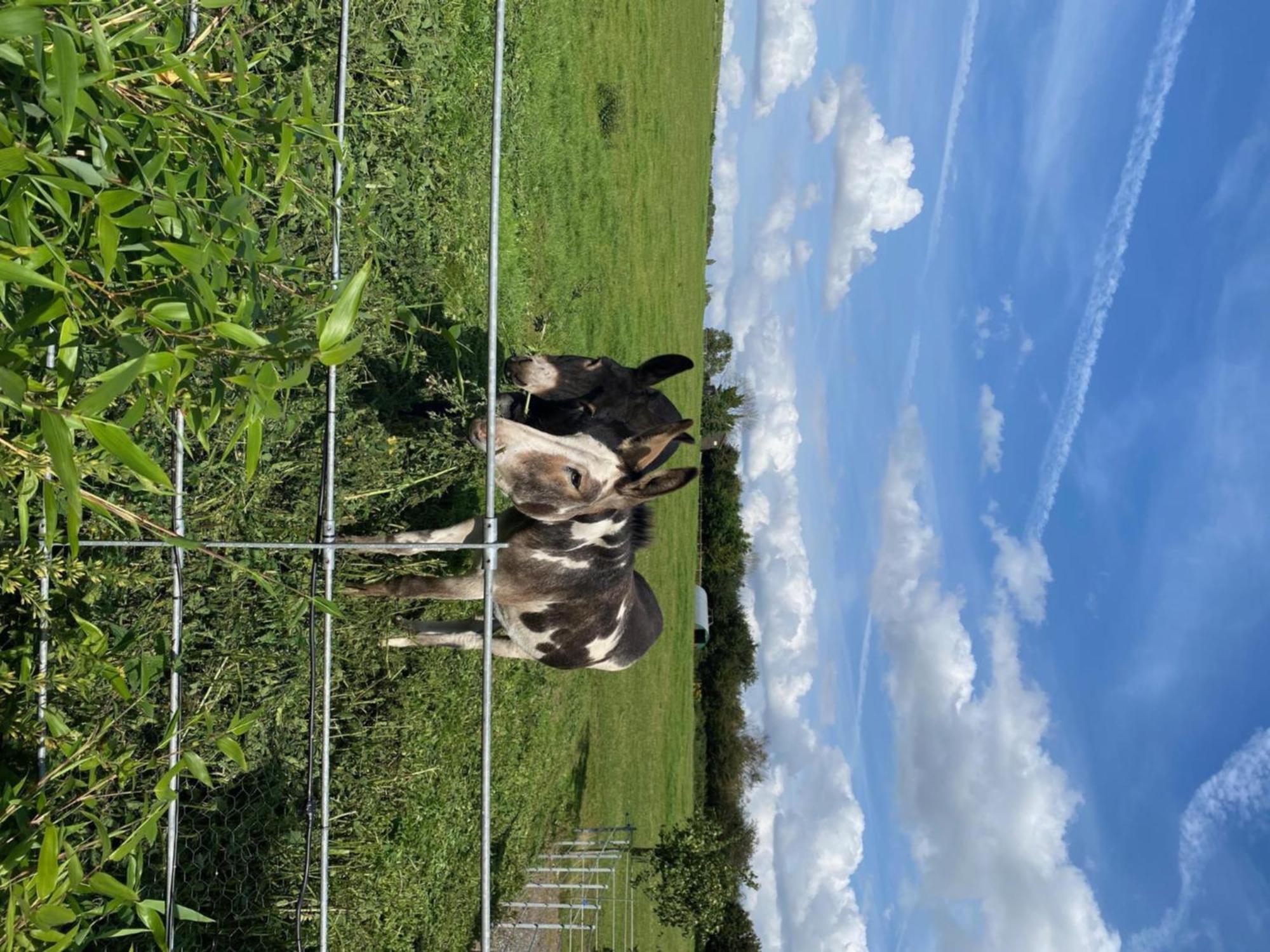 Fairview Farm Holiday Accommodation 14 Luxury Lodges, Cabins, Dog Friendly, Suitable For Couples, Families And Groups, Wedding Guests , Corporate Events, Sleeps 2-65 Guests In Ravenshead, Nottingham Near Sherwood Forest, Set In 88 Acres 외부 사진