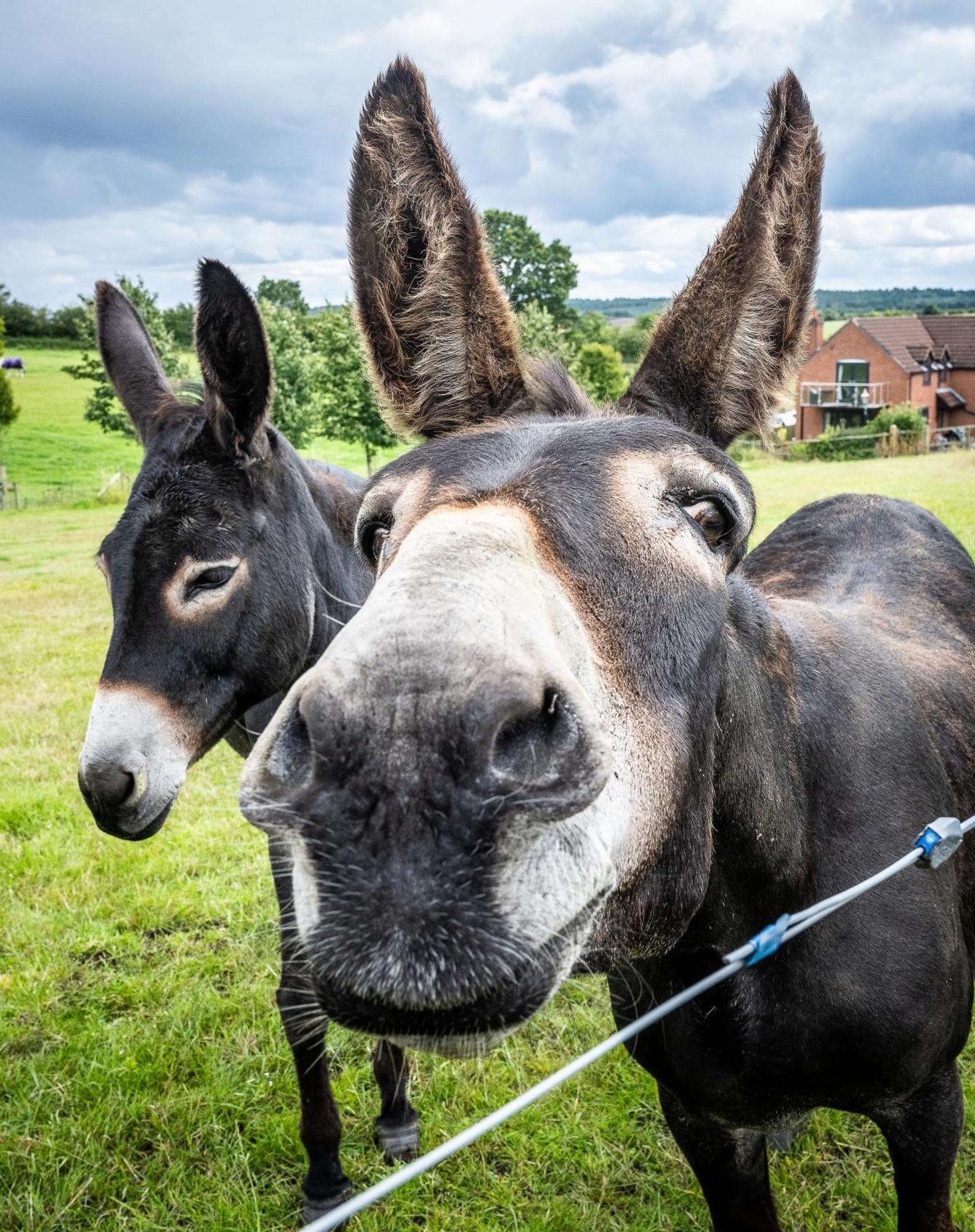 Fairview Farm Holiday Accommodation 14 Luxury Lodges, Cabins, Dog Friendly, Suitable For Couples, Families And Groups, Wedding Guests , Corporate Events, Sleeps 2-65 Guests In Ravenshead, Nottingham Near Sherwood Forest, Set In 88 Acres 외부 사진